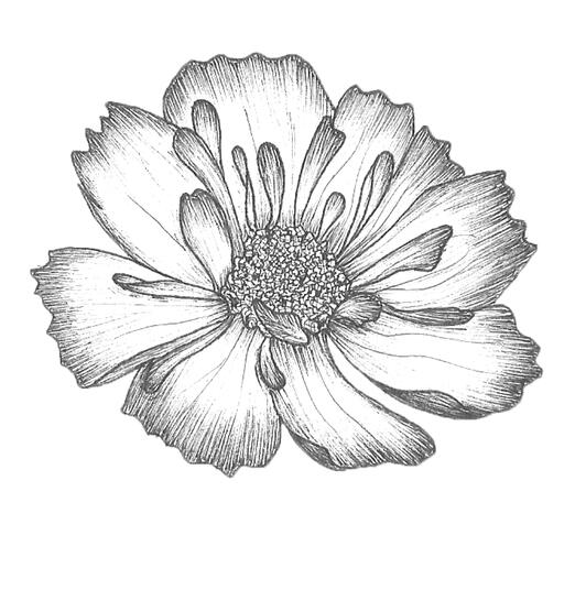 ink on paper (2018)